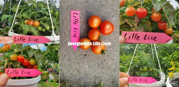 Tomaten: -Little lise - 40cm