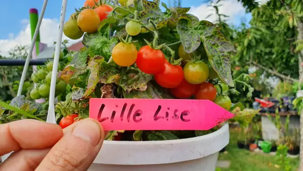 Tomaten: -Little lise - 40cm