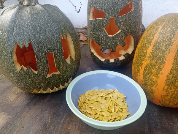 Kürbisse: Ölkürbis