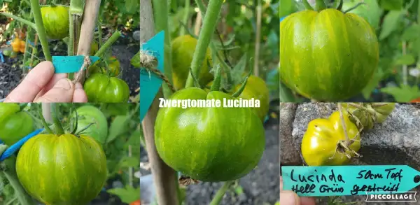 Tomaten: -Lucinda - 50cm