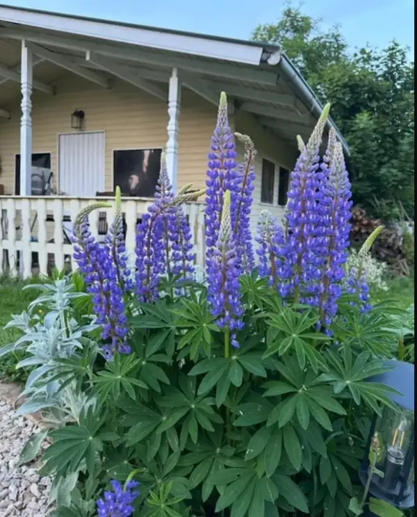 Blumen: * Lupine blau