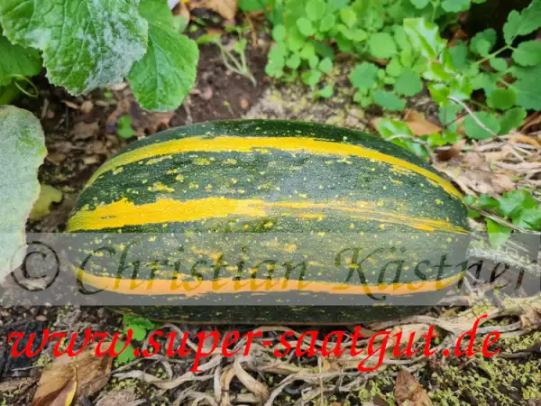Zucchini: Ölzucchini