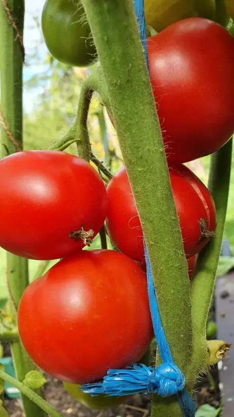 Tomaten: -Matina- Freiland