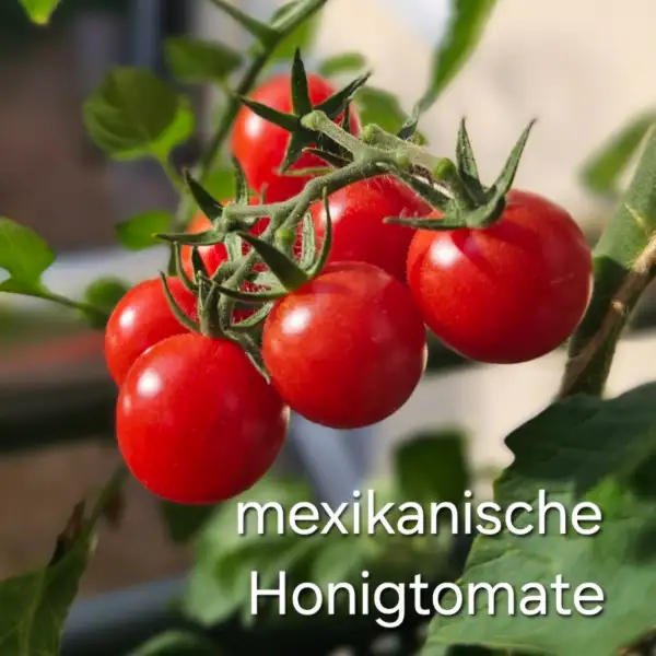 Tomaten: * mexikanische Honigtomate