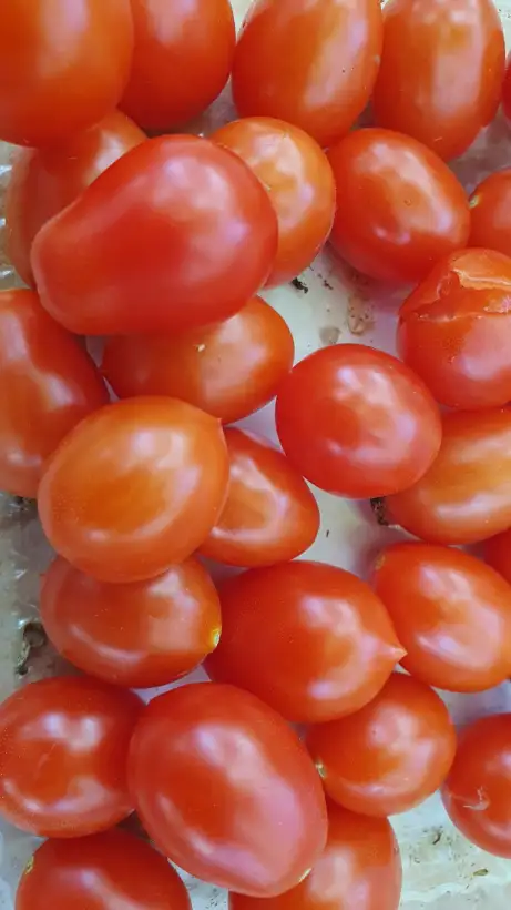 Tomaten: -Michael Keyes - Multiflora