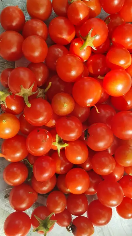 Tomaten: -Micro Cherry - 40 cm