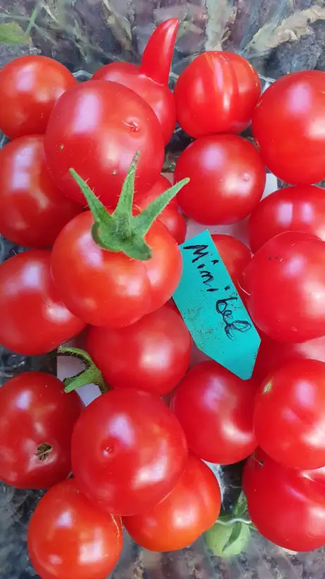 Tomaten: -Minibel - 40cm