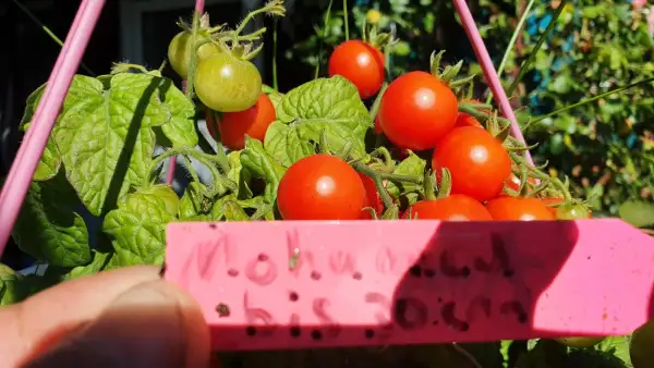 Tomaten: -Mohamed - 30cm