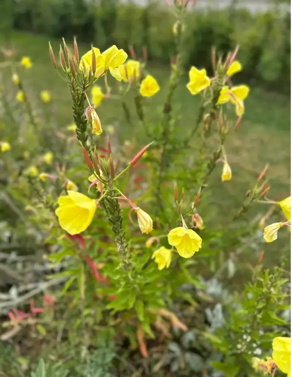 Blumen: * Nachtkerze
