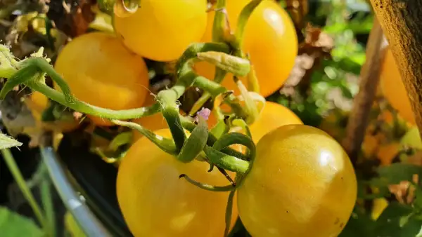 Tomaten: -Nebolshoy Limon- 40cm