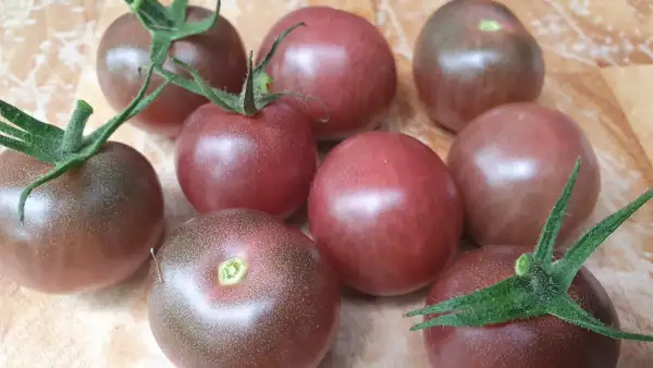 Tomaten: -Negro Azteca - Freiland