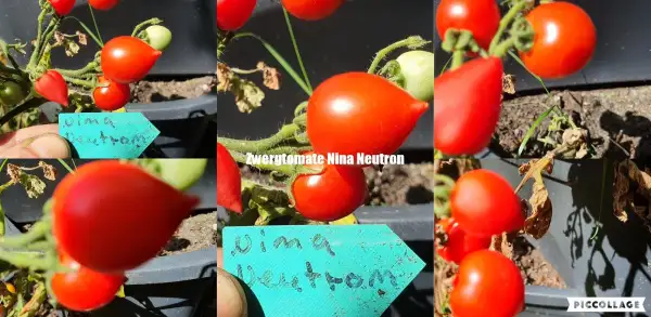 Tomaten: -Nina Neutron - 20cm