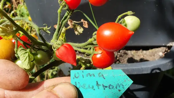 Tomaten: -Nina Neutron - 20cm