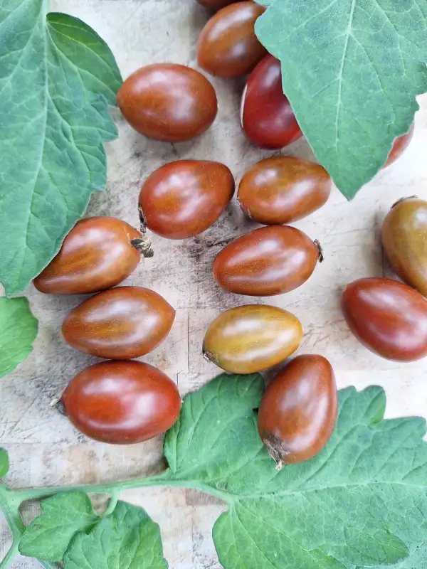 Tomaten: -Normin Stormin - Multiflora