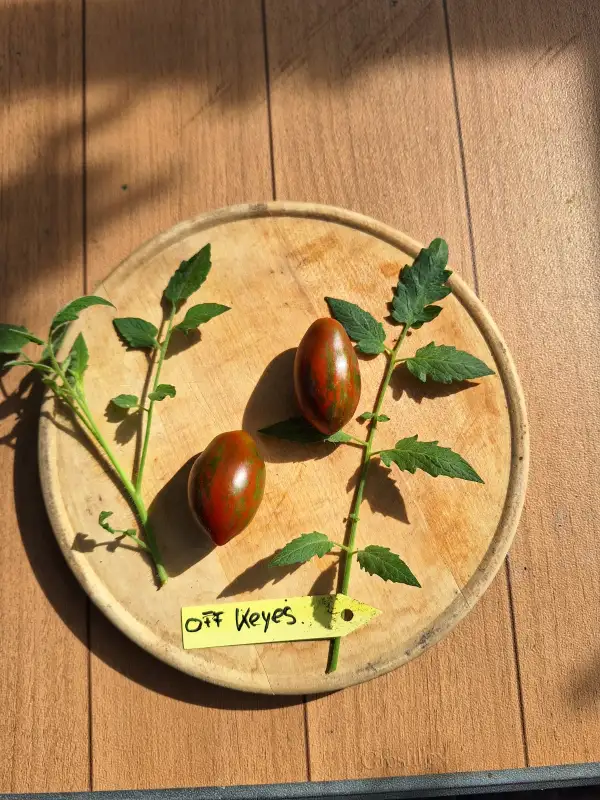 Tomaten: -Off Keyes - Multiflora