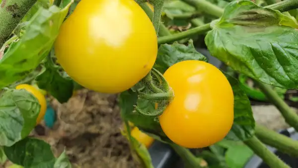 Tomaten: -Ola Polka - 60cm