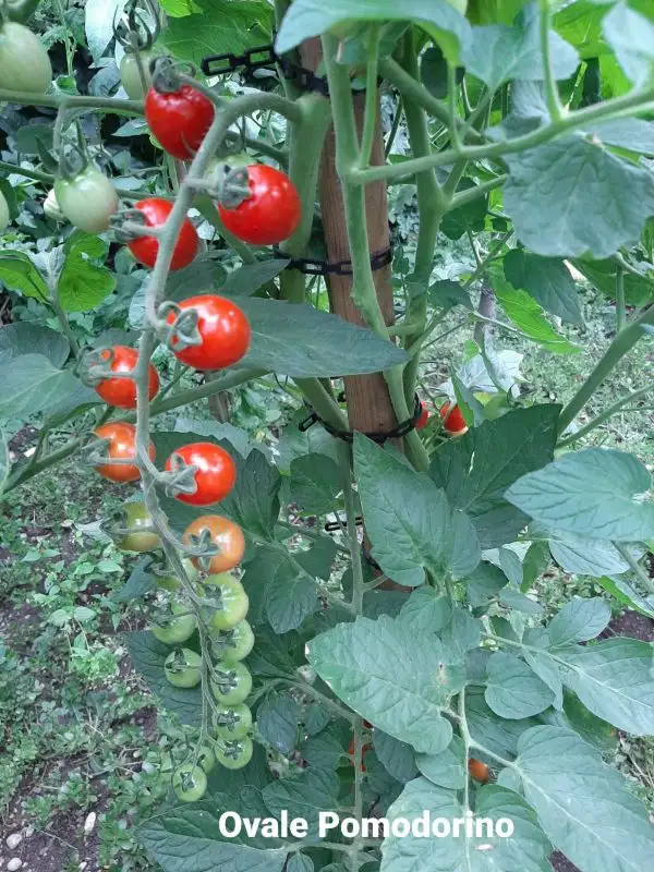 Tomaten: "Ovale Pomodorino"
