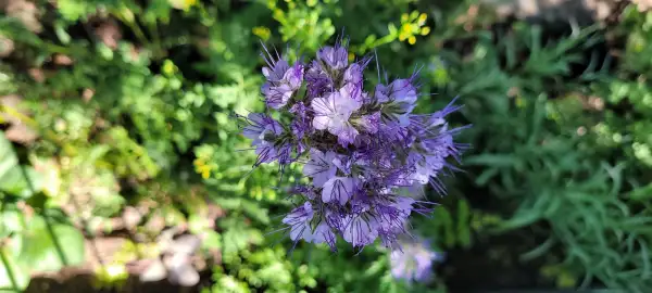 Blumen: "Püschelschön"- Bienenfreund