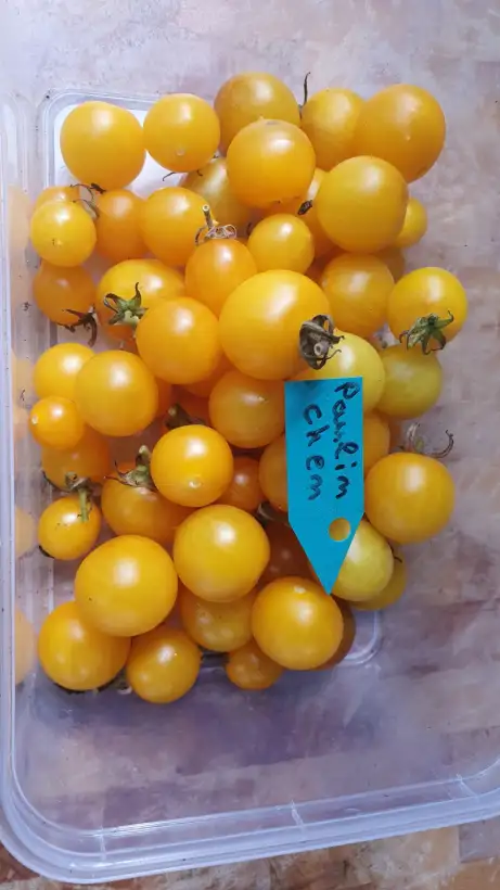 Tomaten: -Paulinchen 60cm