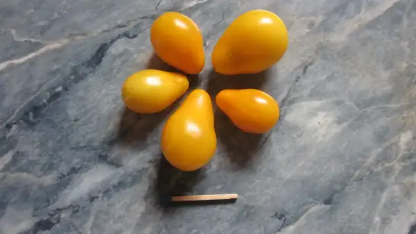 Tomaten: -Pear Yellow