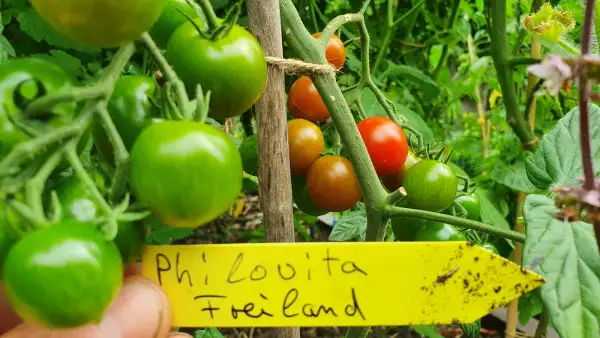 Tomaten: -Philovita - Freiland