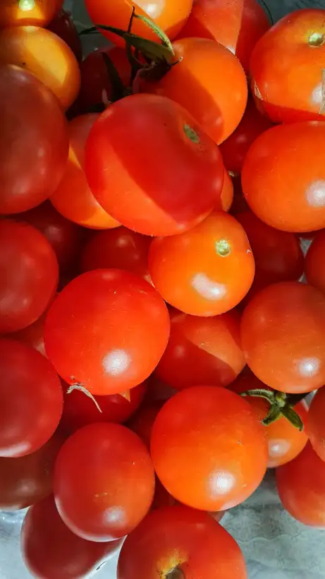 Tomaten: -Pixie Striped - 40cm