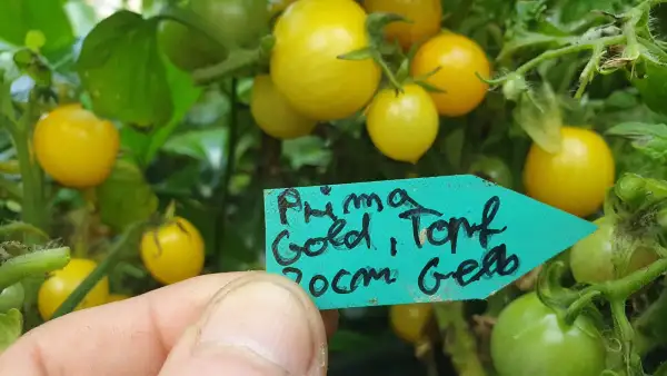 Tomaten: -Prima Gold - 30cm