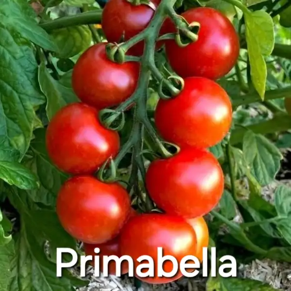 Tomaten: * Primabella