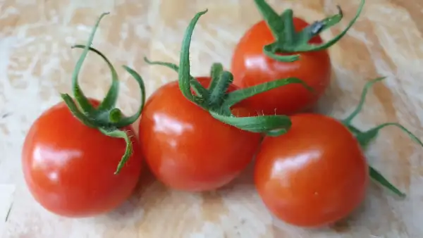 Tomaten: -Primabella