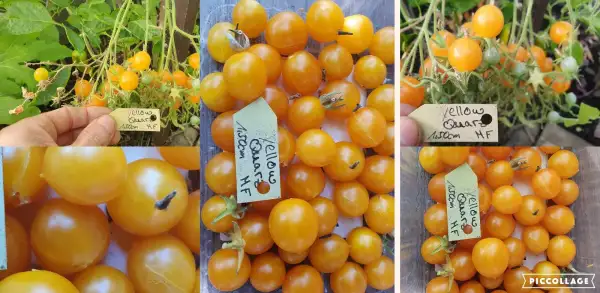 Tomaten: -Quarz Yellow - Multiflora