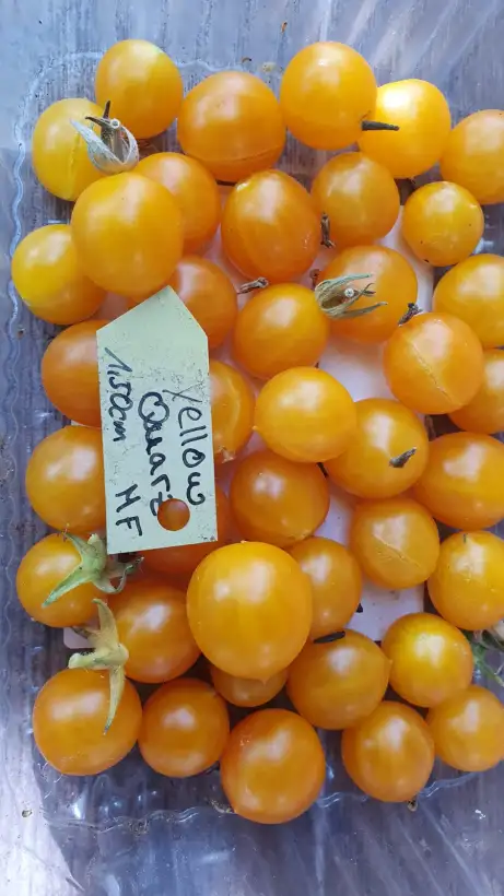 Tomaten: -Quarz Yellow - Multiflora