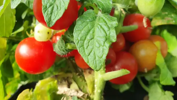 Tomaten: -Red Robin - 30cm