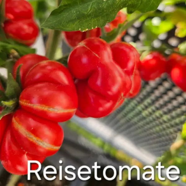 Tomaten: * Reisetomate