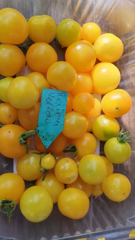 Tomaten: -Rejina Yellow - 30cm