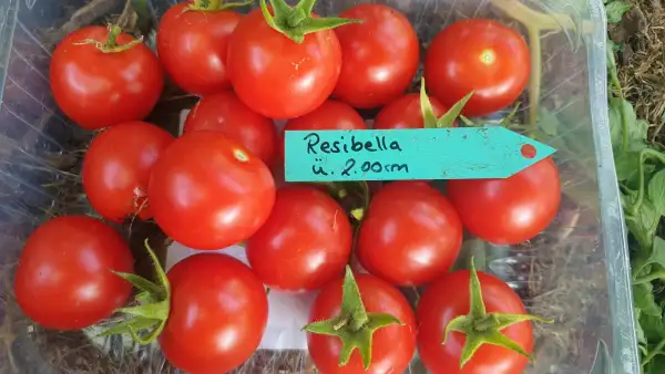 Tomaten: -Resibella - Freiland