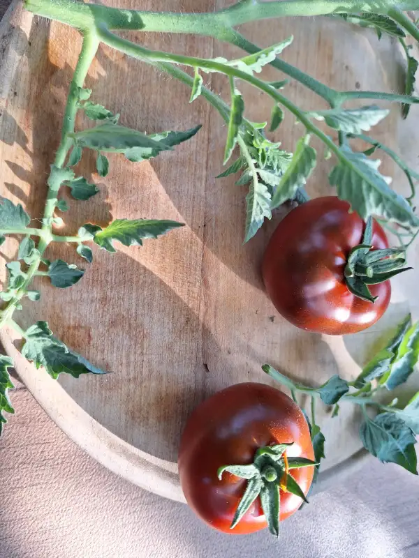 Tomaten: -Revilla - Freiland