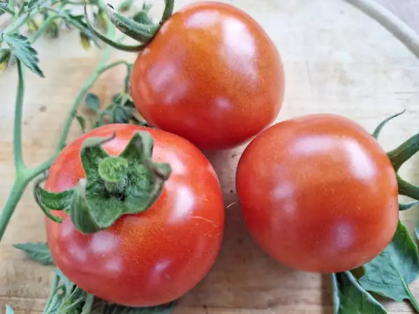 Tomaten: -Rondobella - Freiland