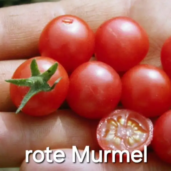 Tomaten: * Rote Murmel (Wildtomate rot)