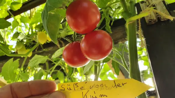 Tomaten: -Süsse vo der Krim