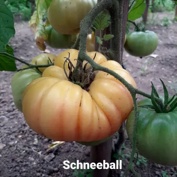 Tomaten: "Schneeball"