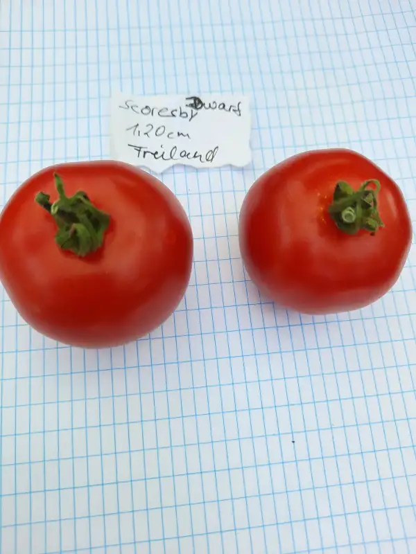 Tomaten: -Scoresby Dwarf - 120cm