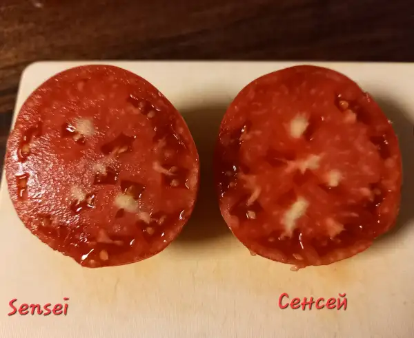 Tomaten: Сенсей/ Sensei