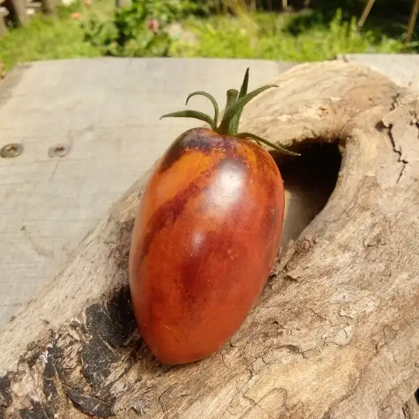 Tomaten: "Sergeant Pepper