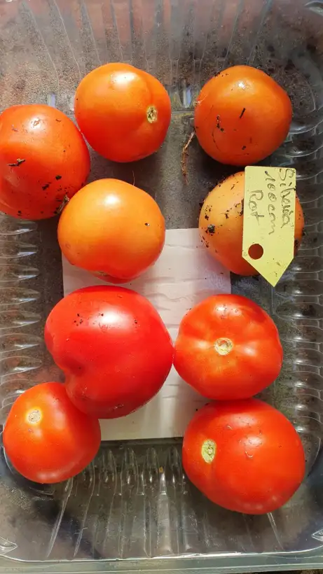 Tomaten: -Siberia - 100cm