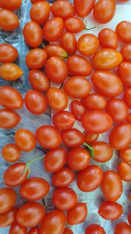 Tomaten: -Small Egg Red - 70cm