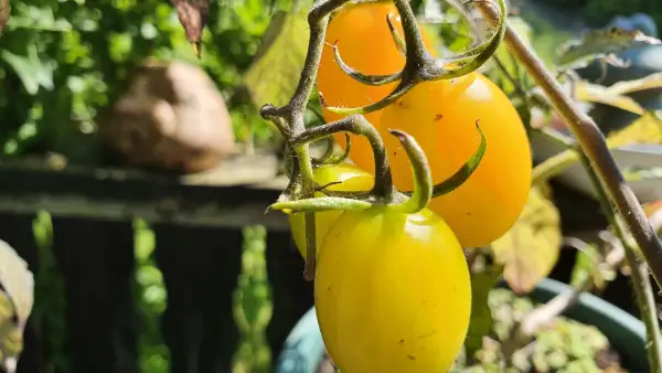 Tomaten: -Small Egg Yellow - 80cm