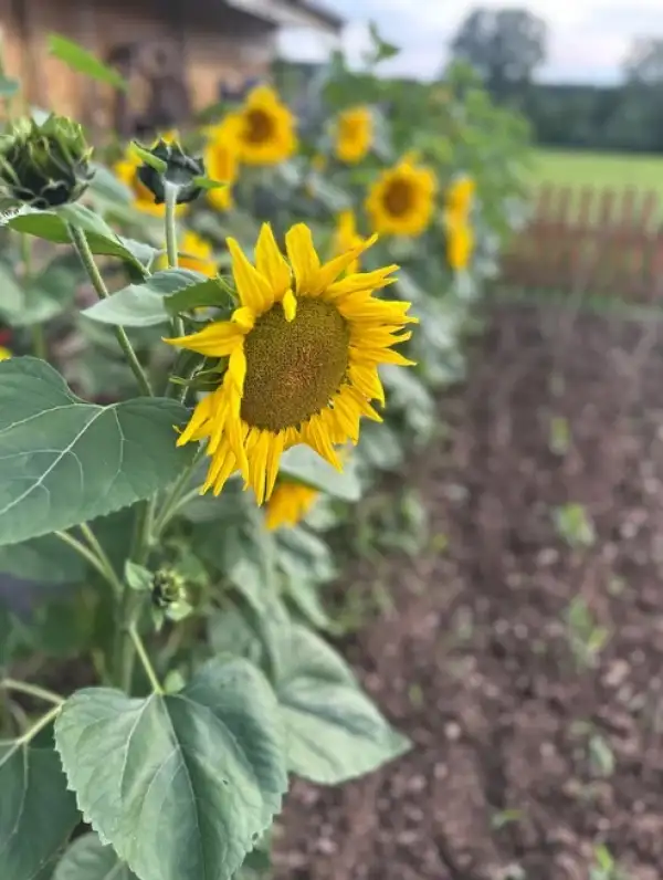 Blumen: * Sonnenblumen