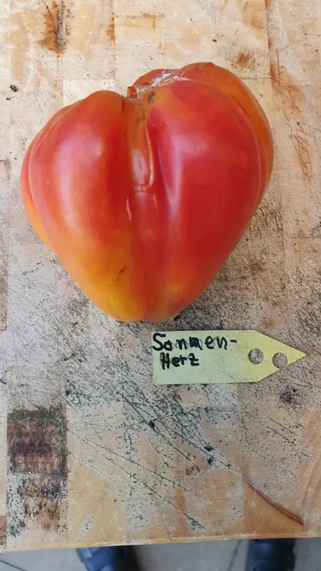 Tomaten: -Sonnenherz - Freiland