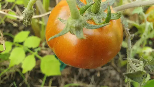 Tomaten: -Spike - 50 cm