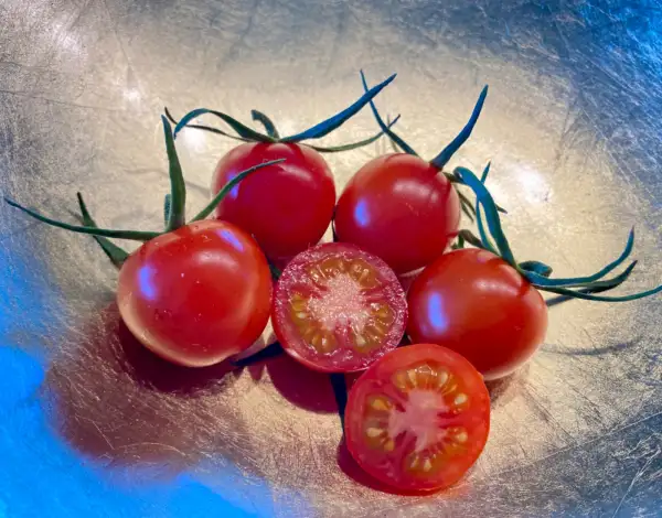 Tomaten: Österreichische Bergkirsche